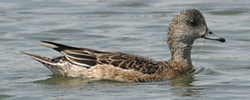 American Wigeon