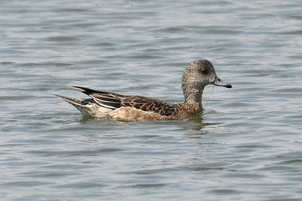 Female American Wigeon