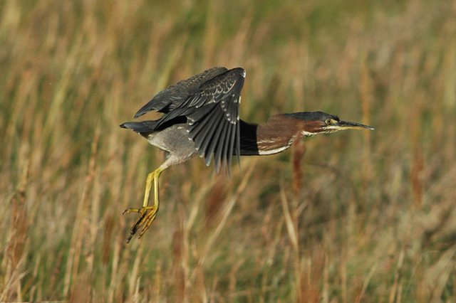 Green Heron Red Wharf Bay