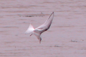 Arctic Tern photo