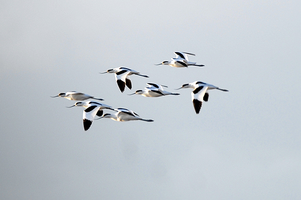 Avocets