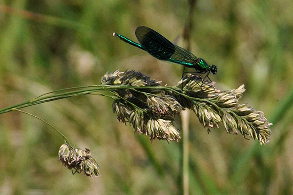 Banded Demoiselle