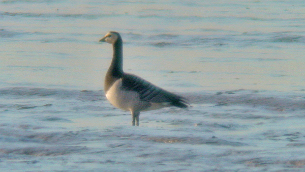 Barnacle Goose