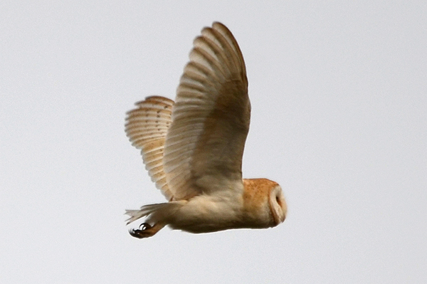 Barn Owl