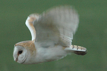 Barn Owl