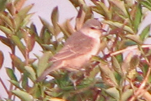 Barred Warbler