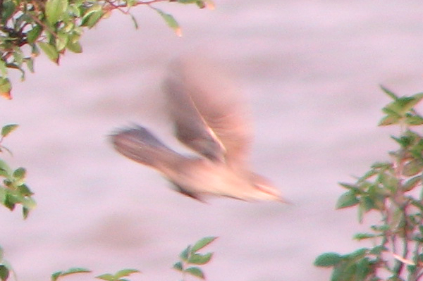 barred warbler