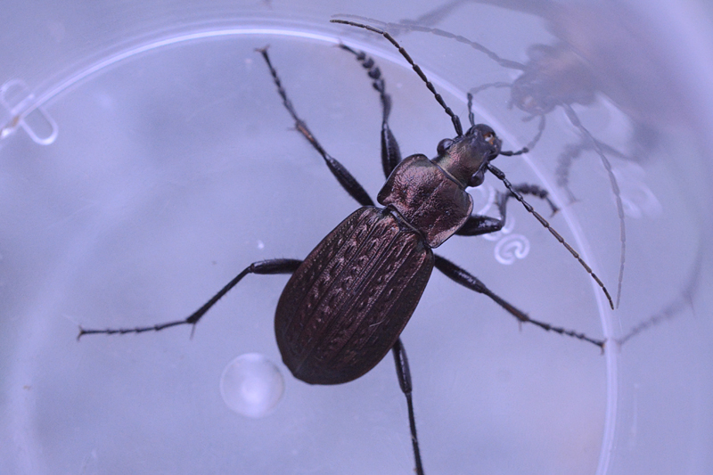 Carabus granulata