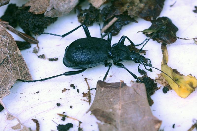 Cychrus caraboides