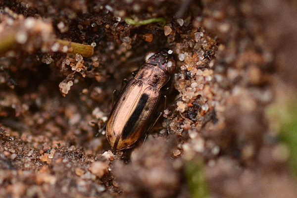 Notiophilus bigguttatus 