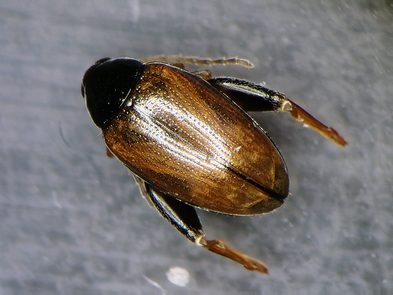 Psylliodes chrysocephala var anglica 