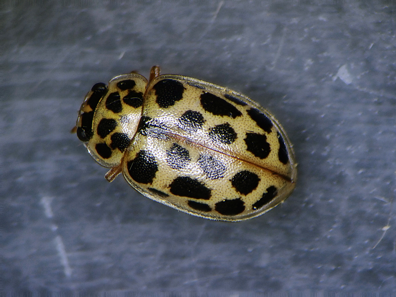 Water Ladybird Anisosticta novemdecimpunctata 