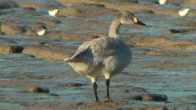 Bewick's Swans