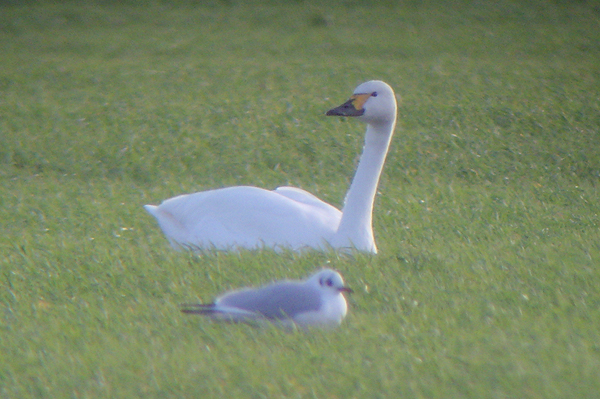 Bewicks Swan