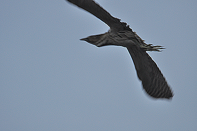 Bittern