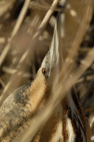 Bittern Slimbridge, Gloucestershire