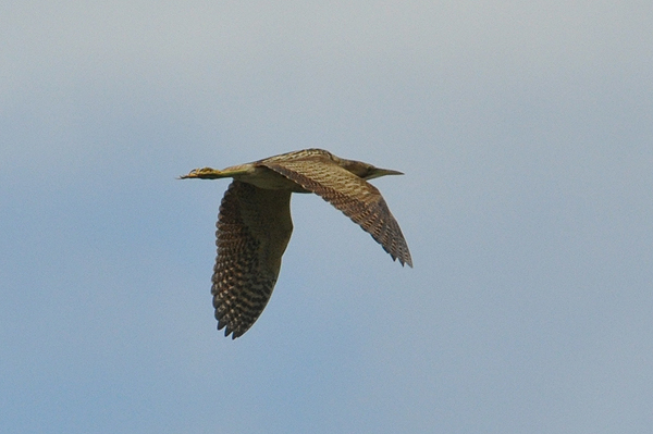 Eurasian Bittern