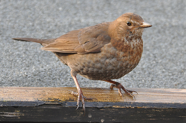 Blackbird