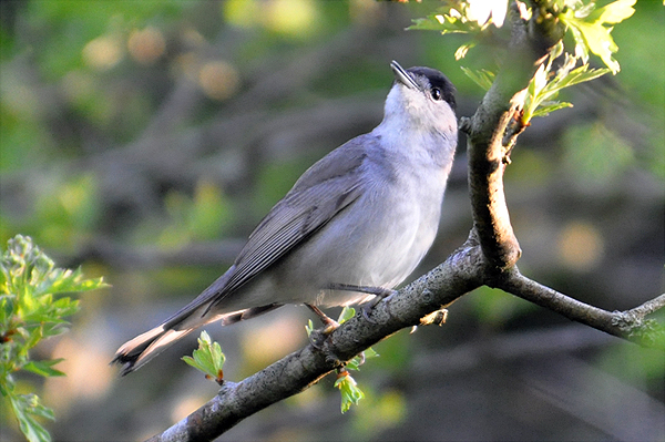 Blackcap