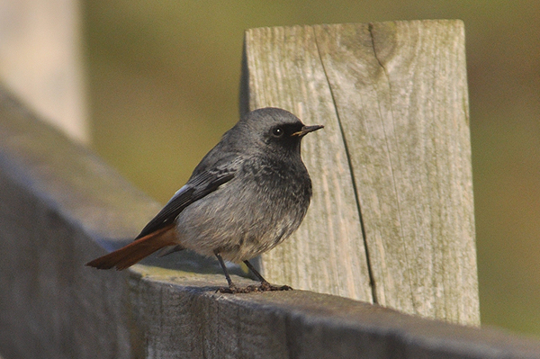 Black Redstart