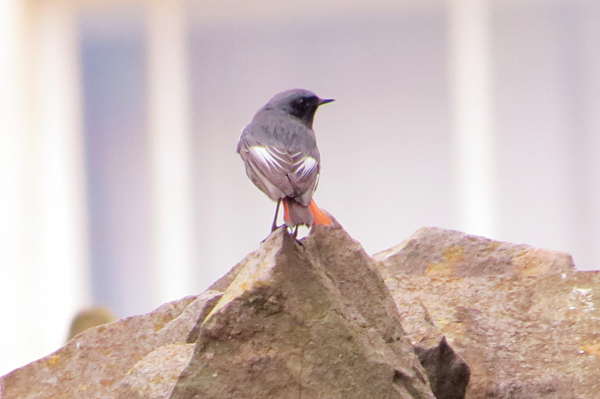 Black Redstart