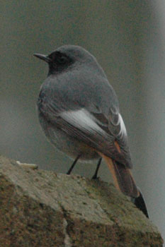 Black Redstart