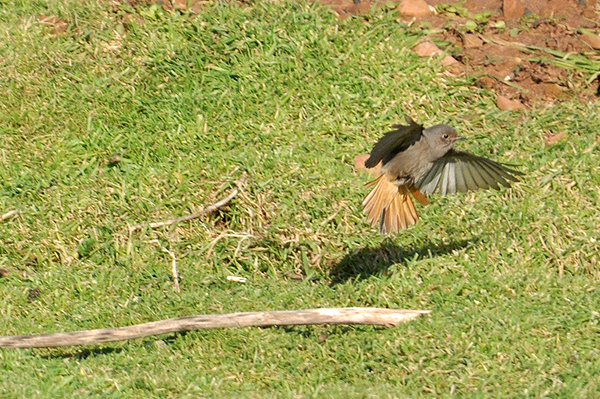 Black Redstart