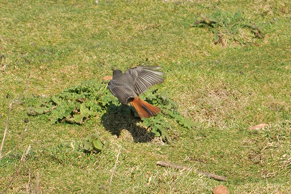 Black Redstart