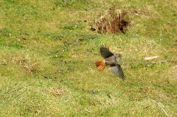 Black Redstart