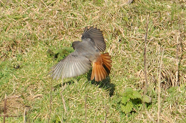 Black Redstart
