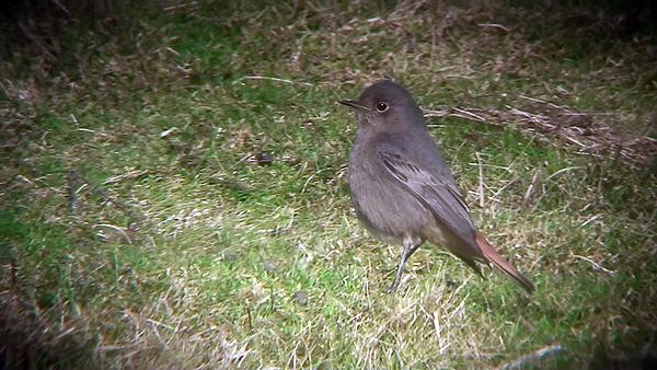 Black Redstart