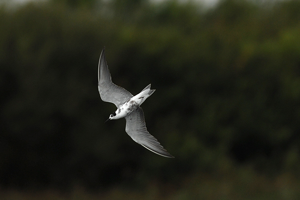 moulting adult Black Tern photo