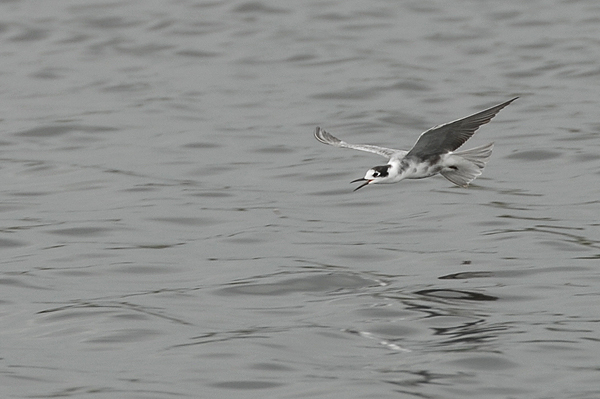 moulting adult Black Tern photo