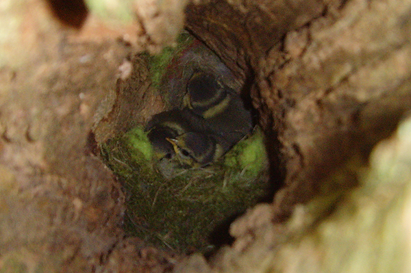 Blue Tit