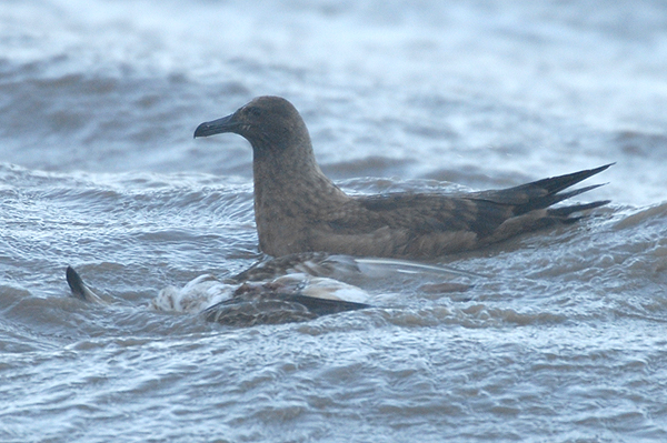 Great Skua