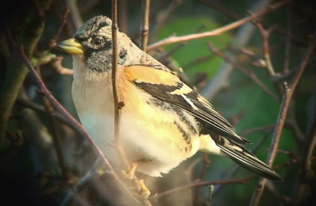 Brambling