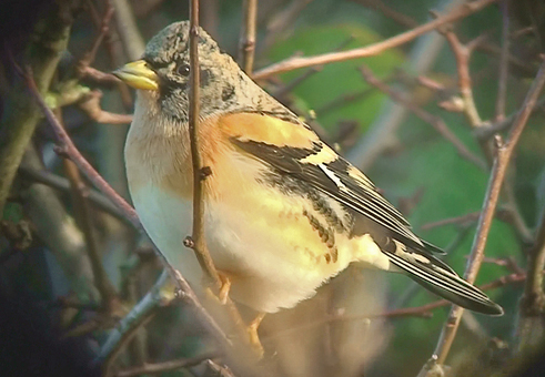 Brambling