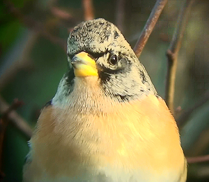 Brambling