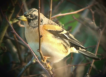 Brambling