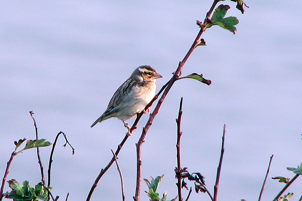 female Pin Tailed Whydah