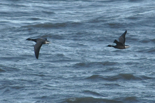 Dark-bellied Brent Goose