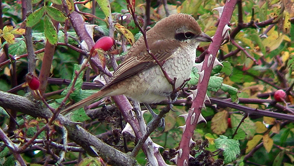 brown shrike