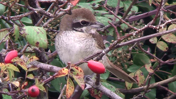 brown shrike