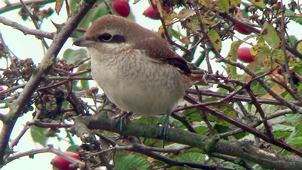 brown shrike