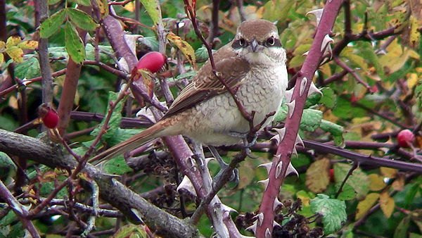 brown shrike