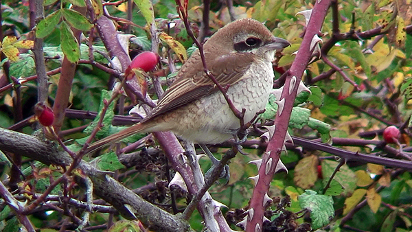 brown shrike