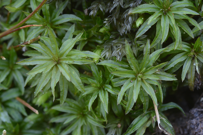 Atrichum crispum