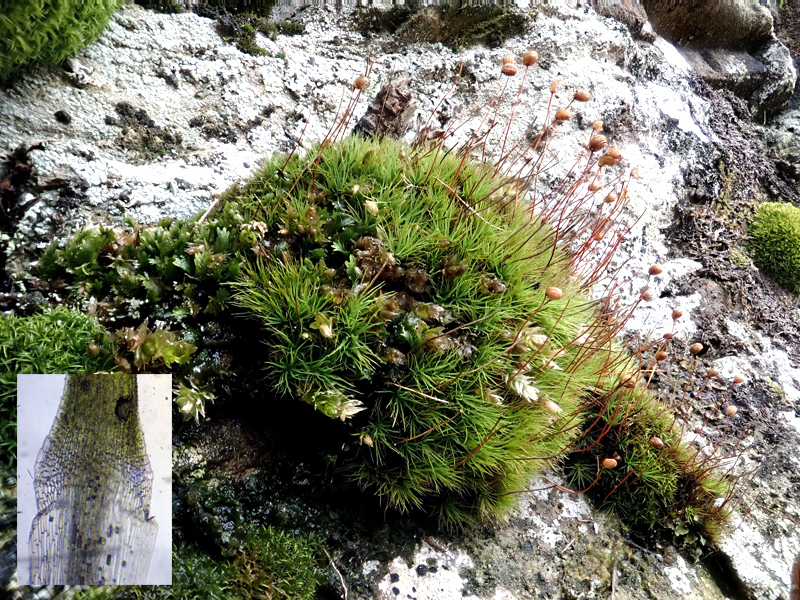 Bartramia ithyphylla 