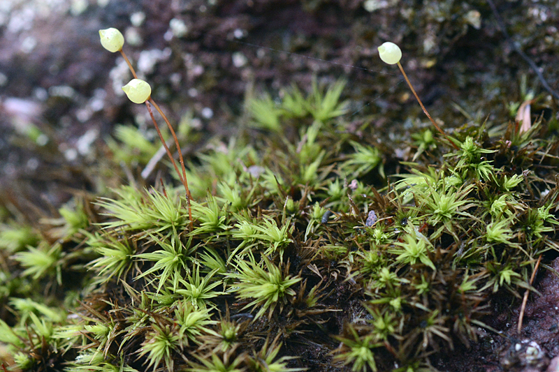 Bartramia pomiformis