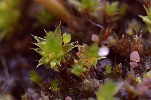 Bryum dichotomum 